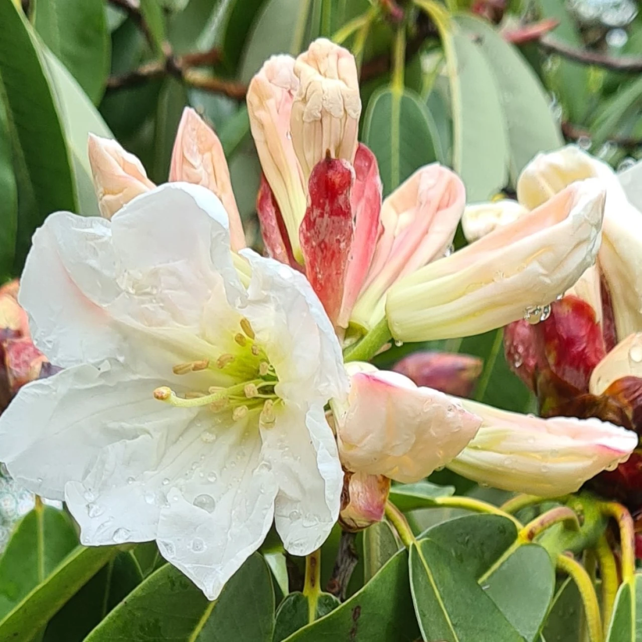 R. decorum AGM